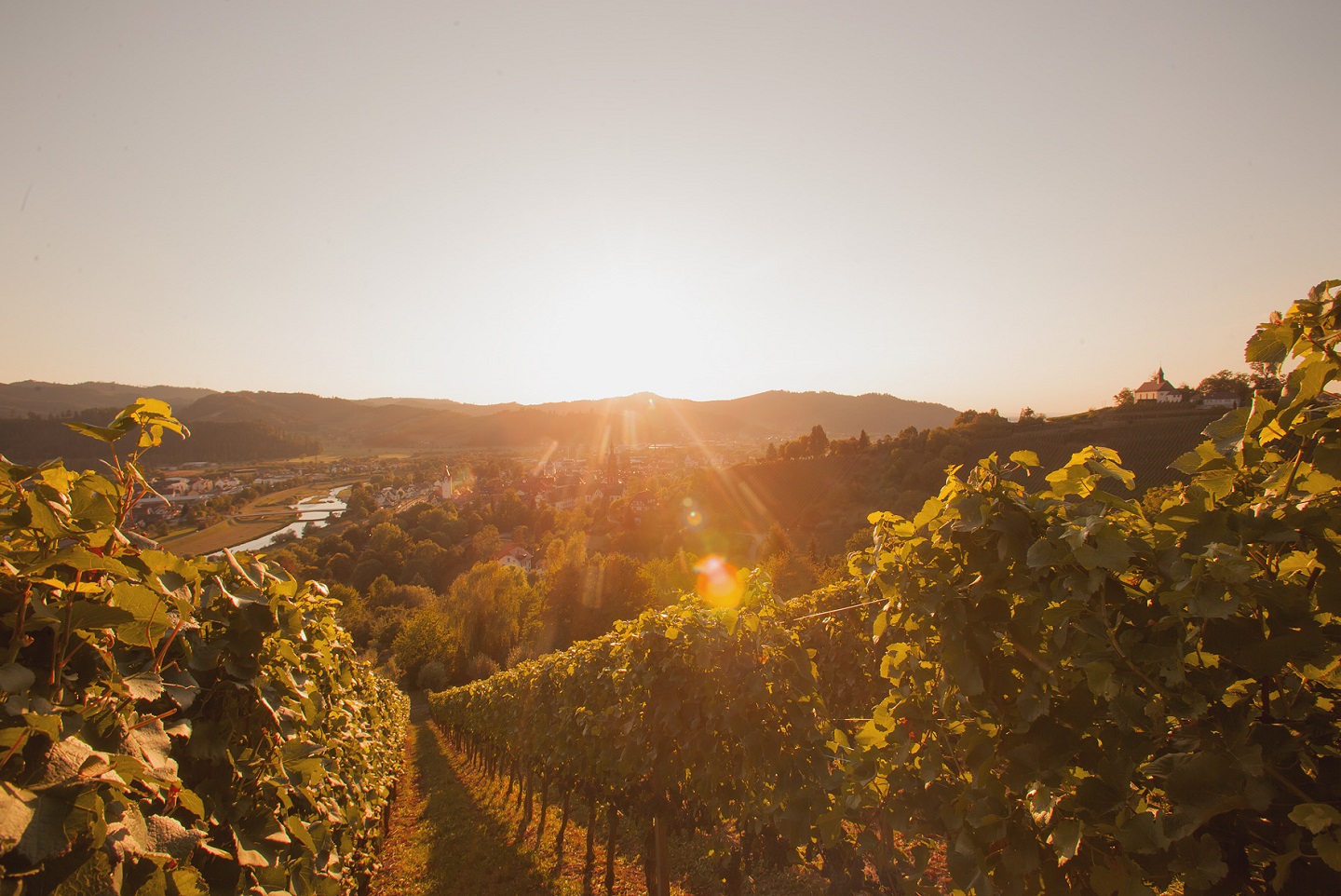 Weinreben in der Abendsonne